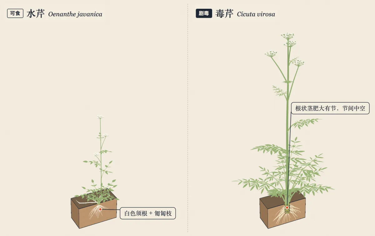 两株植物开花时的样子