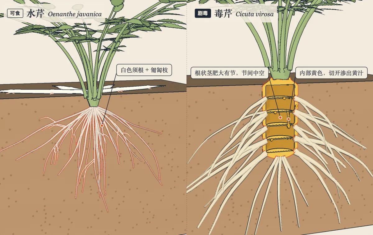 土块剖开，露出水芹的须根和毒芹有节的根状茎