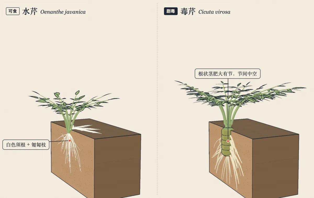 两株植物一起转到侧面的视角